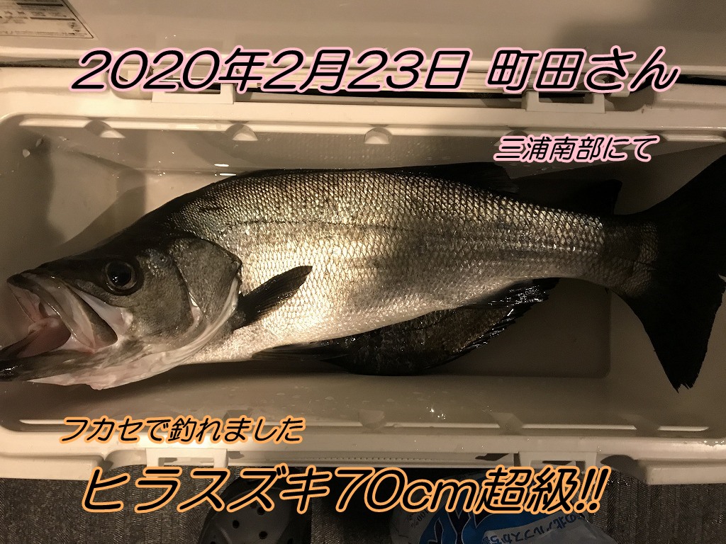 きっかけは フカセでヒラスズキ エサの釣り王